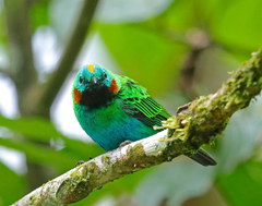 Chlorochrysa calliparaea