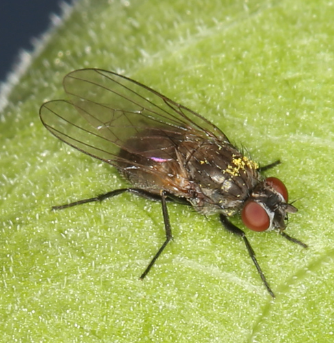 iNaturalist observation photo of Muscoid Flies