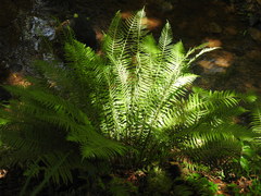 Plagiogyria pectinata