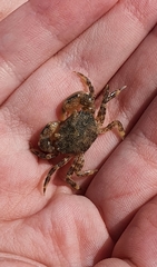 Brachynotus atlanticus