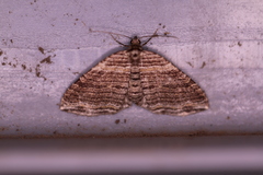 Anticlea multiferata