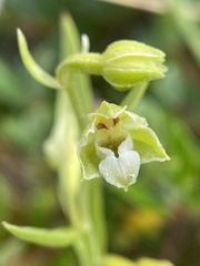 Epipactis dunensis