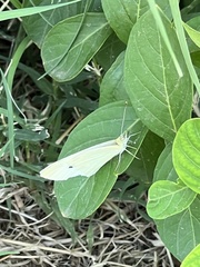 Pieris rapae