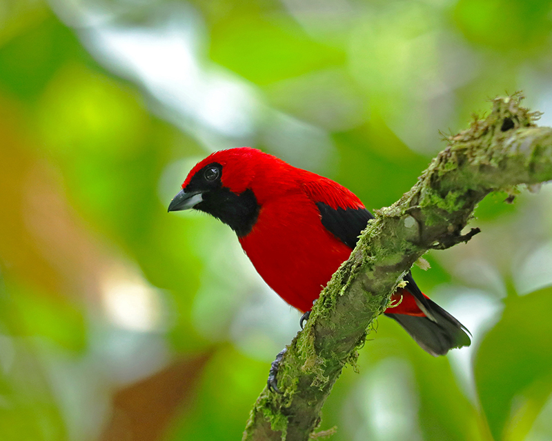 Vermilion Tanager photo