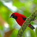 Vermilion Tanager - Photo (c) OlegRozhko, some rights reserved (CC BY-NC-ND), uploaded by OlegRozhko