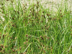 Bolboschoenus laticarpus