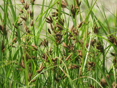 Bolboschoenus laticarpus