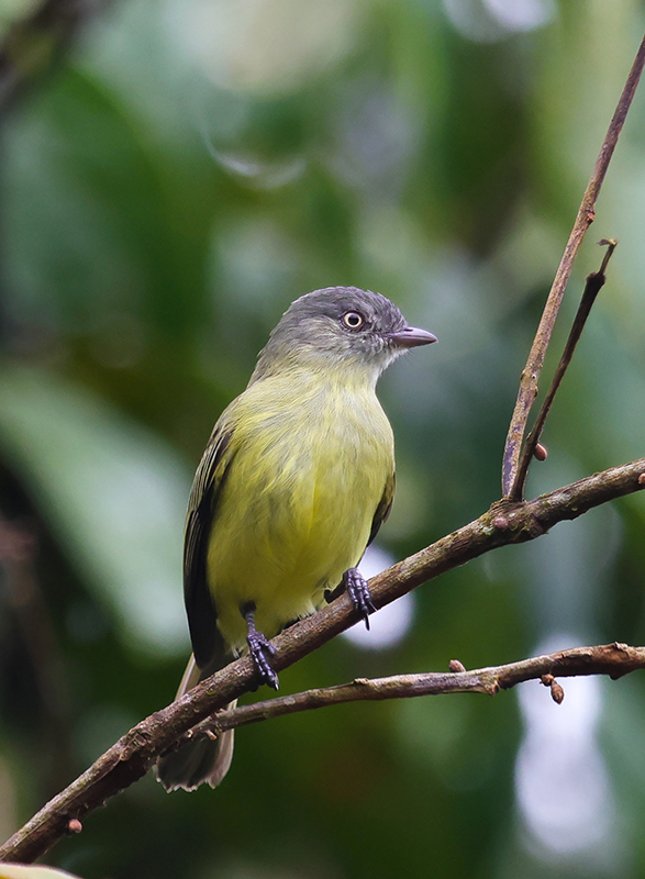 Red-billed Tyrannulet illustration
