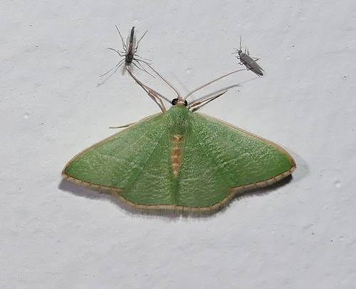Nemoria festaria photo 2