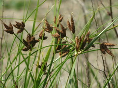 Bolboschoenus laticarpus