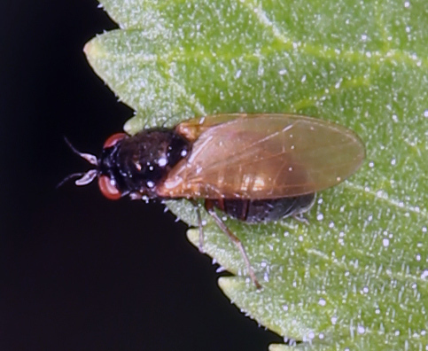 iNaturalist observation photo of Lauxaniid Flies