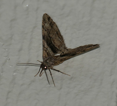 Prionomelia spododea