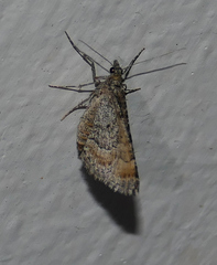 Prionomelia spododea