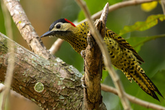 Colaptes melanochloros