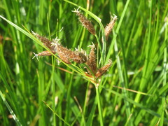 Bolboschoenus laticarpus