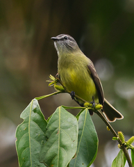 Phyllomyias griseiceps