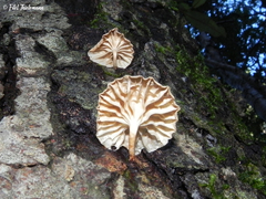 Marasmiellus alliiodorus
