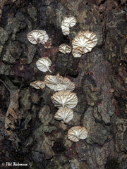Marasmiellus alliiodorus