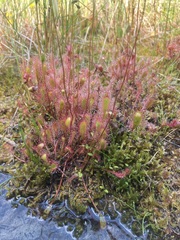 Drosera anglica