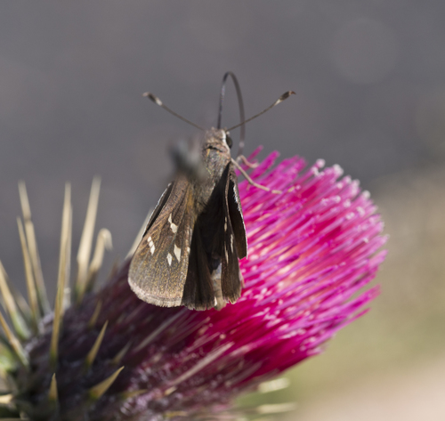 Viereck's Skipper photo 2