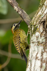 Colaptes melanochloros