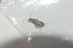 Photuris bethaniensis