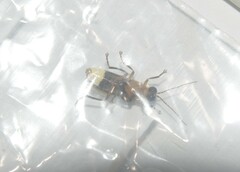 Photuris bethaniensis
