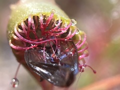 Drosera anglica