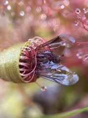 Drosera anglica