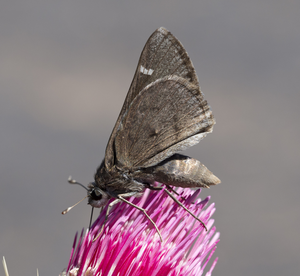 Viereck's Skipper