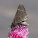 Atrytonopsis vierecki - Photo no hay derechos reservados, subido por Robb Hannawacker