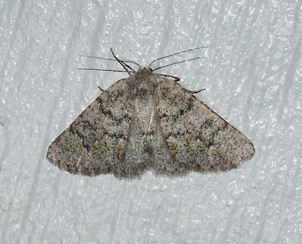 Nemeris speciosa