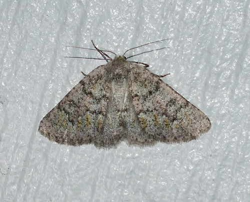 Nemeris speciosa