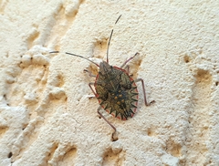Pentatomoidea