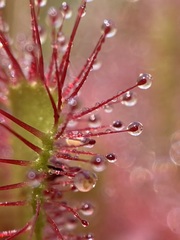 Drosera anglica