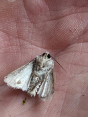 Noctuinae