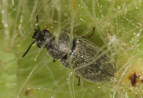 iNaturalist observation photo of Beetles