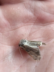 Noctuinae