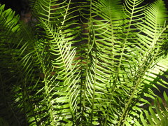 Plagiogyria pectinata