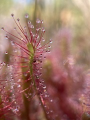 Drosera anglica