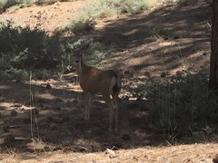 Odocoileus hemionus californicus