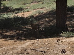 Odocoileus hemionus californicus