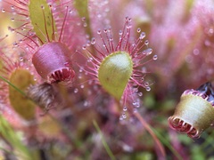 Drosera anglica