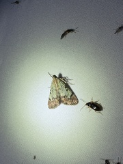 Epipaschia superatalis