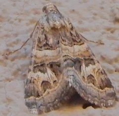 Drasteria mirifica