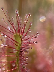 Drosera anglica