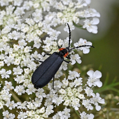 Calochromus perfacetus