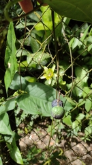 Passiflora sexocellata