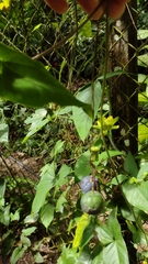 Passiflora sexocellata