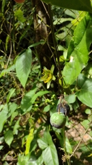 Passiflora sexocellata